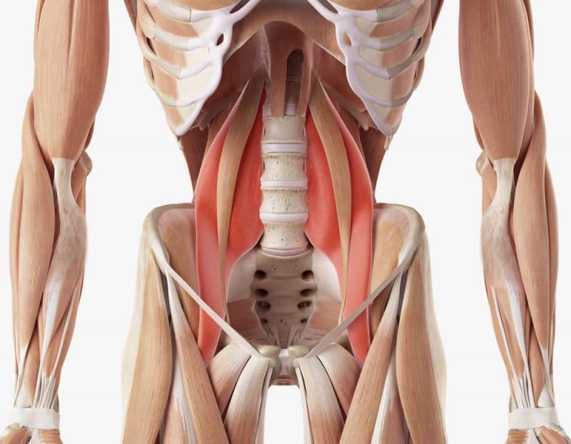 Musculus PSOAS Major