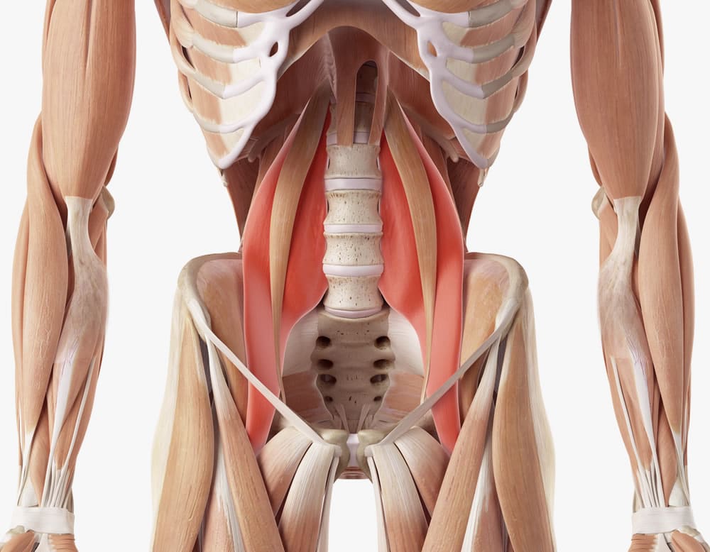 The Athletic Pelvis